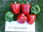 Πιπεριά Φλάσκα Solario F1 | 1000 Σπόρων