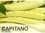 Φασόλι Χαμηλό Κίτρινου Λοβού Capitano