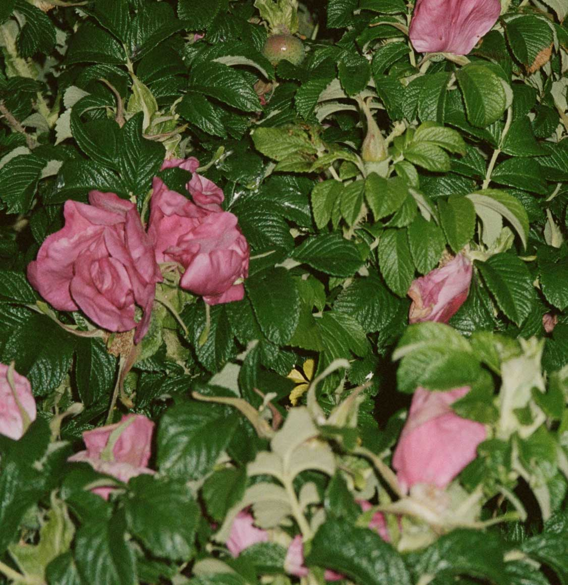 LA Bruket Hand and Body Wash Wild Rose 240ml