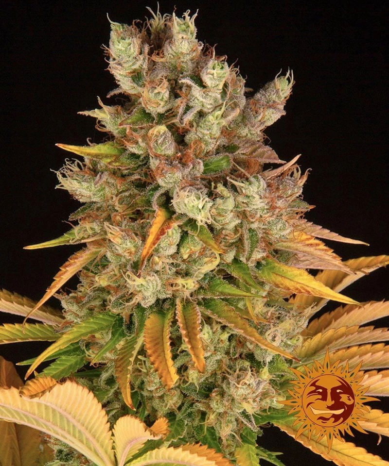 Barneys GMO - 3 seeds