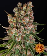 Barneys GMO Auto - 3 seeds