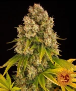 Barneys Cheese Auto - 5 seeds