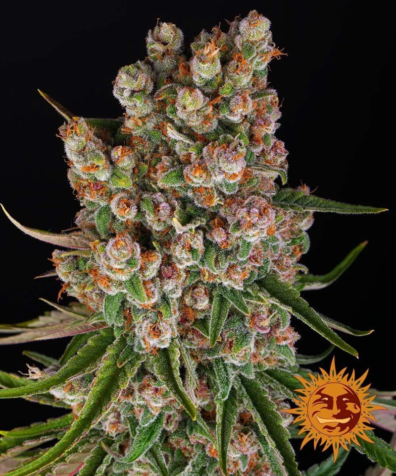 Barneys GMO Auto - 1 seed
