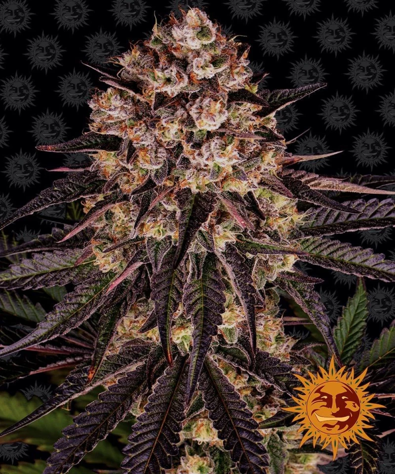 Barneys - Biscotti Mintz - 5 seeds