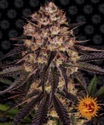 Barneys - Biscotti Mintz - 5 seeds