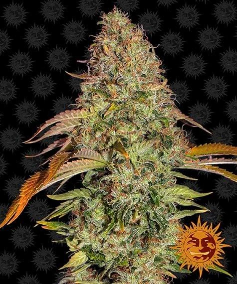Barneys - Zkittlez OG auto - 3 seeds