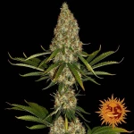 Barneys - Strawberry Lemonade - 3 seeds