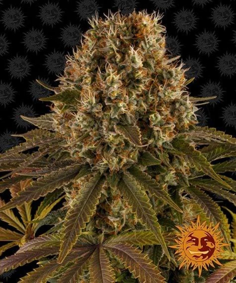 Barneys - Strawberry Lemonade - 3 seeds