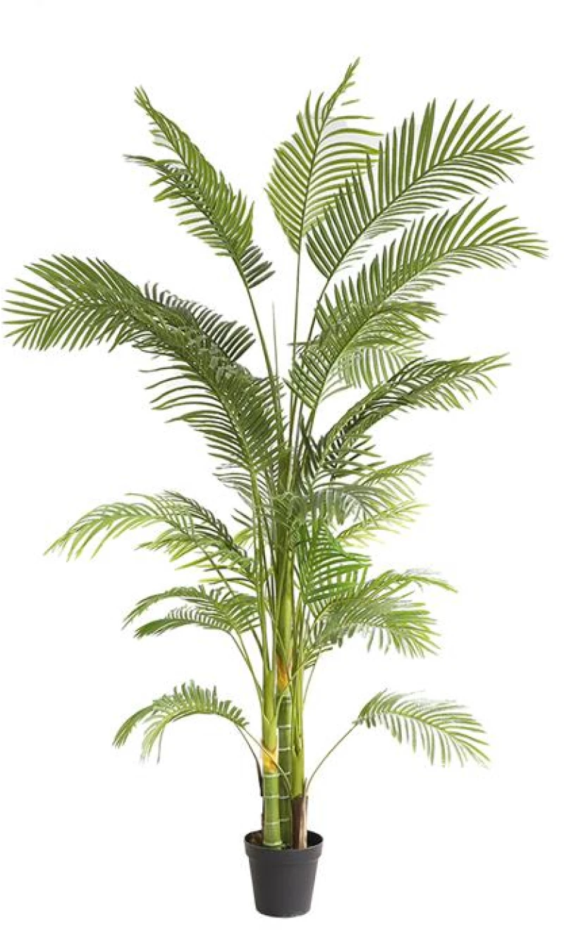 PALM TREE  NP5500_240_22 ΥΨΟΣ 240cm New Plan