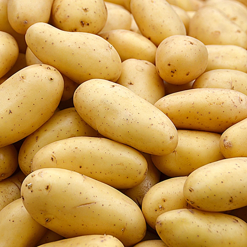 Πατατόσπορος Spunta Ολλανδίας 35/55 25kg