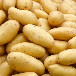Πατατόσπορος Spunta Ολλανδίας 35/55 25kg