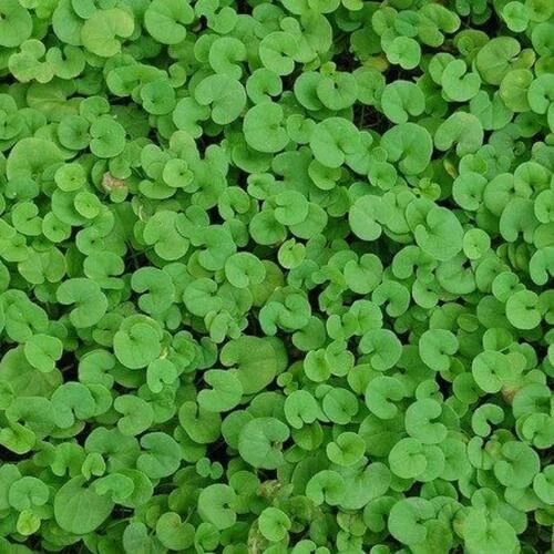 Γκαζόν Διχόνδρα (τριφύλλι) 100gr