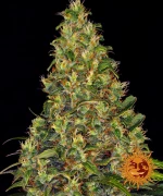 Barneys - Amnesia Haze Auto - 1 seed