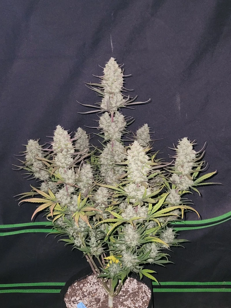 Fast Buds Tropicana Cookies - 1 seed