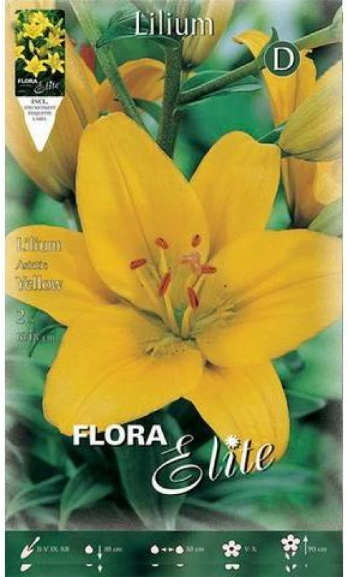 Λίλιουμ "Asiatic Yellow"