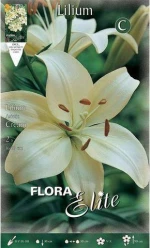 Λίλιουμ "Asiatic White"