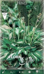 Χόστα "Undulata Meddiovariegata"
