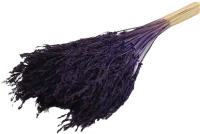 Umbrella Sedge Sm Slv PURPLE