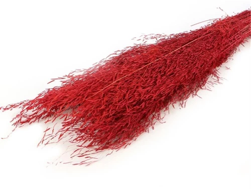 MUNNI GRASS 100GR RED