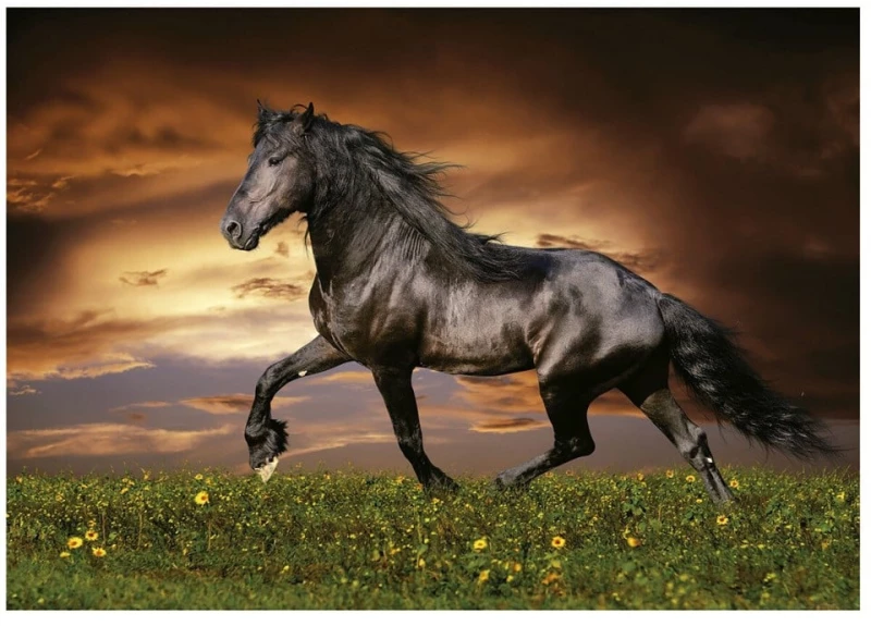 Educa - 1000 pcs - Trotting Horse Puzzle (80-19555) / Toys