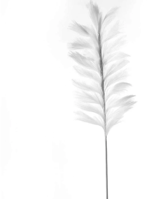 Τεχνητό Κλαδί Pampas Pilosa 9081-7 120cm White Supergreens Ύφασμα,Πλαστικό
