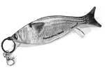 Κέφαλος μπρελόκ - fishome