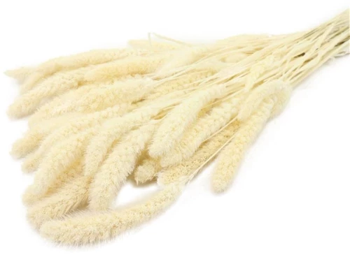 Setaria φυσικό Η70cm