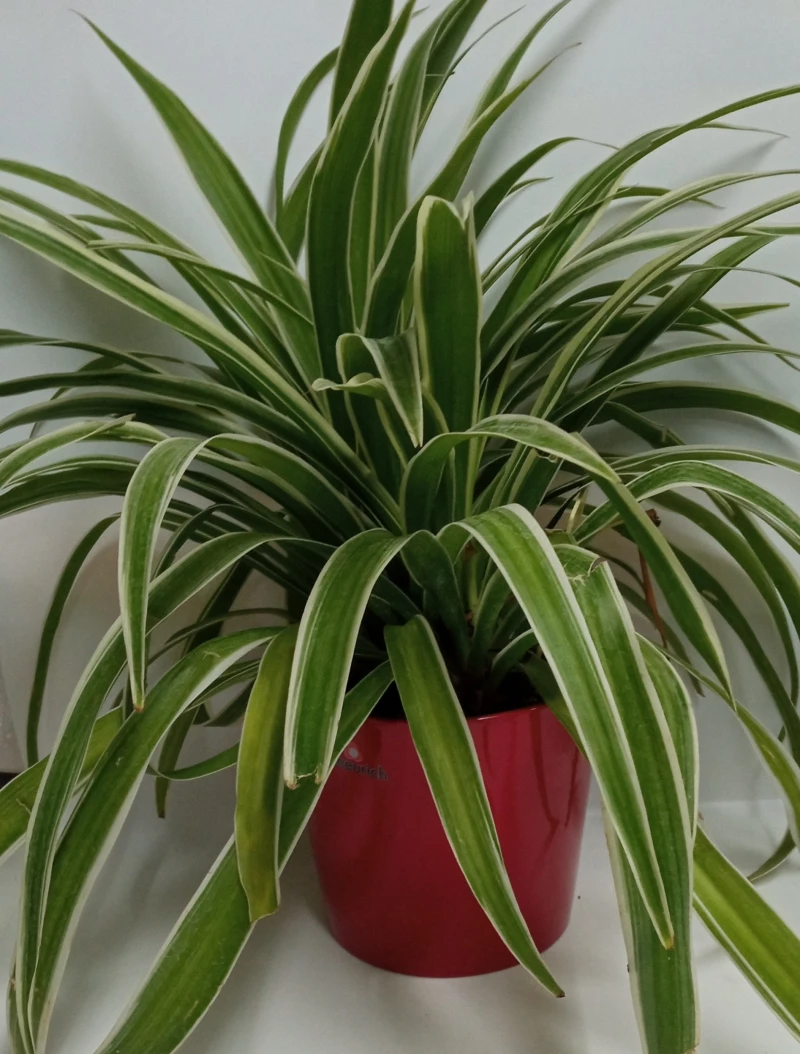 Κεραμικό Κασπώ 870/13 Red (13cm x 12cm)