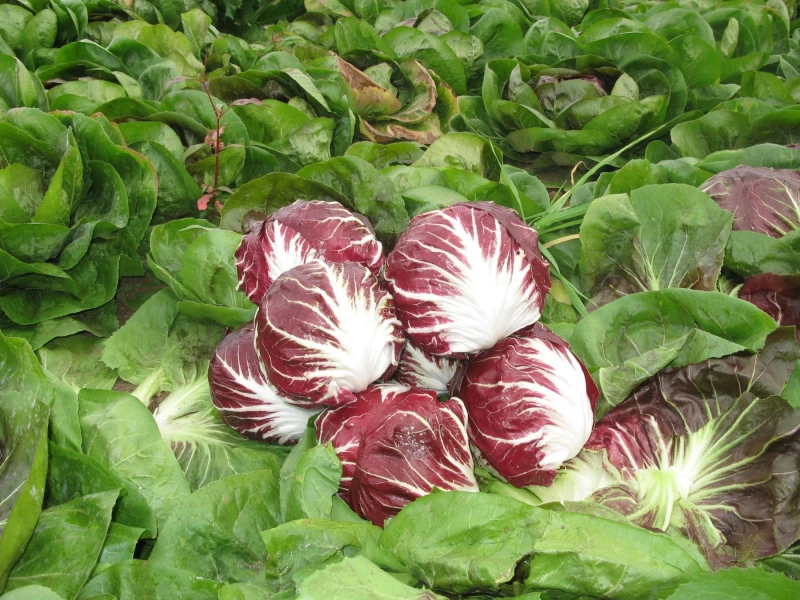 Ραντίτσιο Rosso RAFFAELLO 10.000 pel