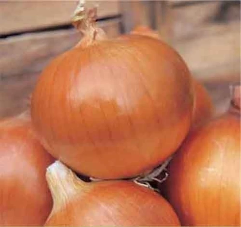 Κρεμμύδι Valenciana Tardia de Exportacion 250.000 σπόροι
