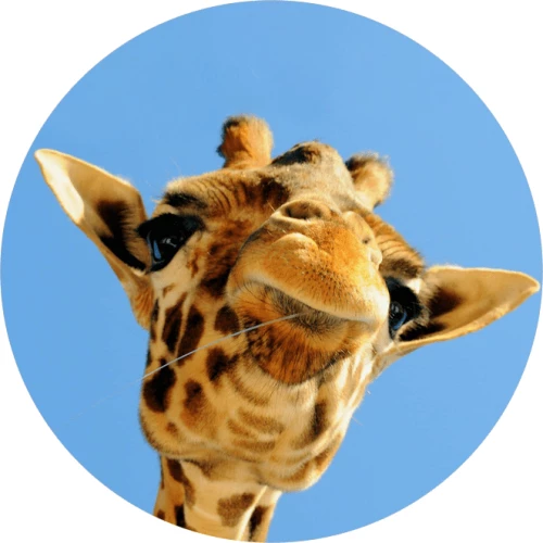 PopSocket Giraffe