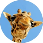 PopSocket Giraffe