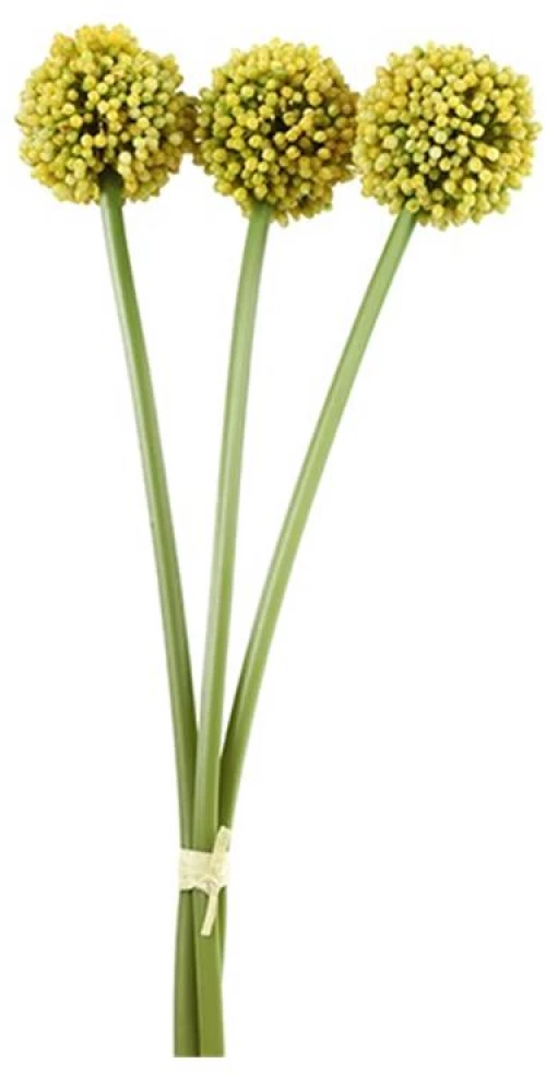 Allium κίτρινο  55εκ.