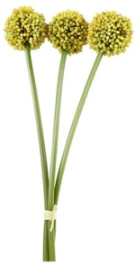 Allium κίτρινο  55εκ.