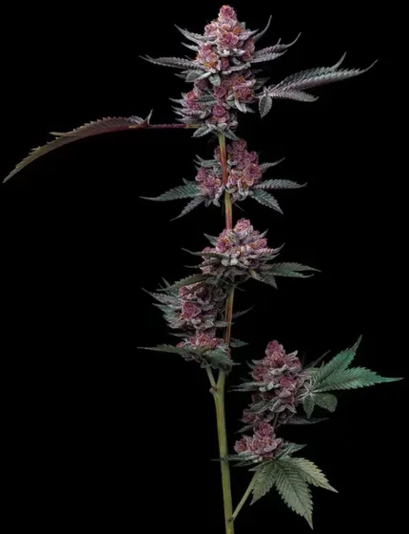 Barneys Farm Cherry Poppers