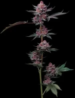 Barneys Farm Cherry Poppers