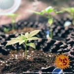 Barneys Farm Peyote Critical