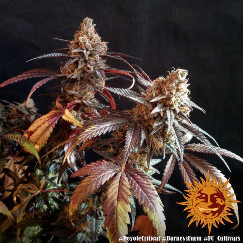 Barneys Farm Peyote Critical