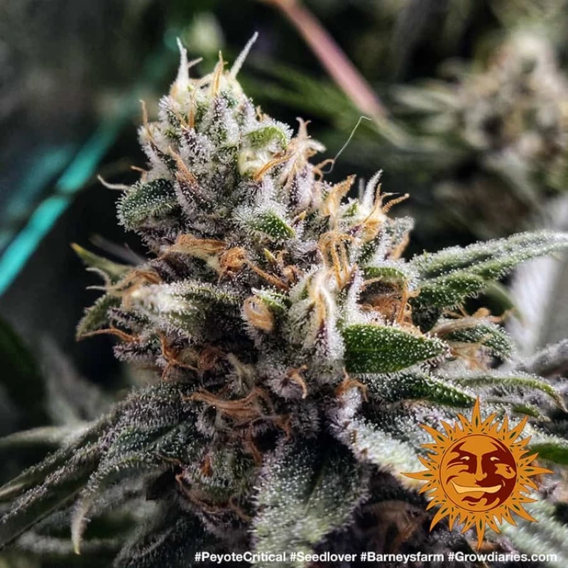 Barneys Farm Peyote Critical