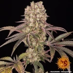 Barneys Farm Runtz Muffin
