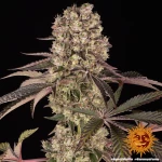 Barneys Farm Runtz Muffin