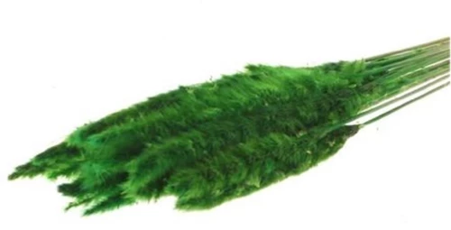 Κλαδιά Pampas 70gr πράσινο