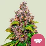 Royal Queen Seeds Watermelon