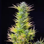 Royal Queen Seeds Watermelon