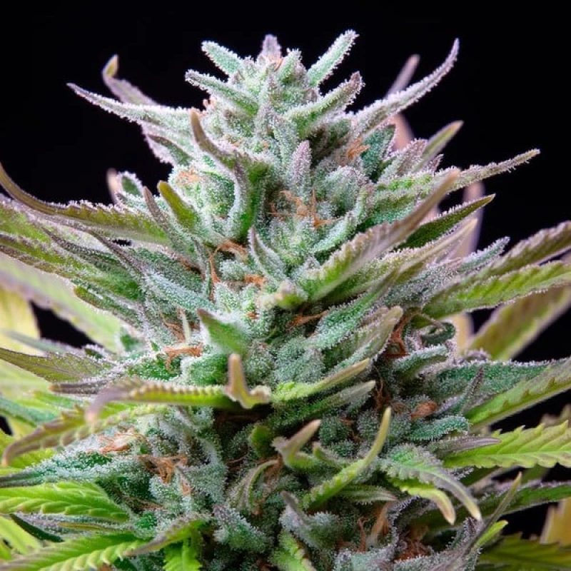 Royal Queen Seeds Watermelon