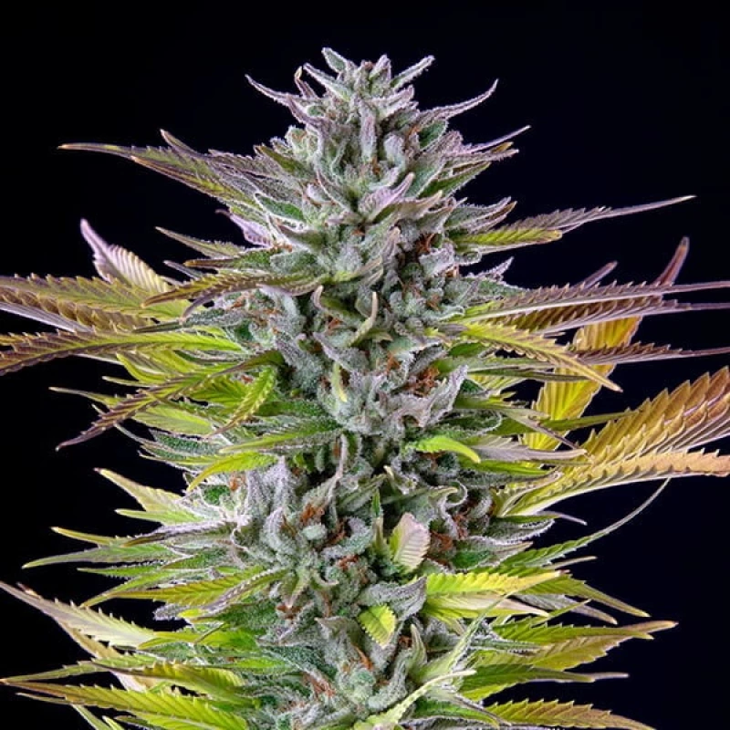Royal Queen Seeds Watermelon