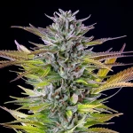 Royal Queen Seeds Watermelon