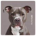 Action Lab Μαγνητάκι Magnet Pitbull
