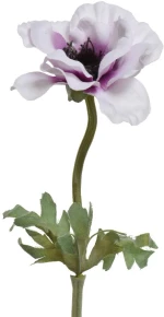 ΑΝΕΜΩΝΗ 57 CM   Beauty Home