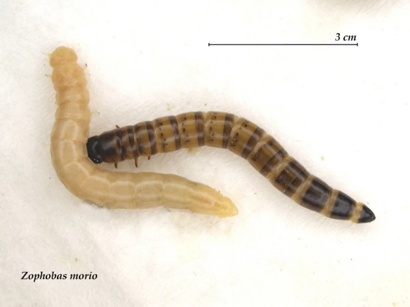 ZΩΝΤΑΝΑ ΣΚΟΥΛΗΚΙΑ Zophobas morio 3-4 cm - 1KG